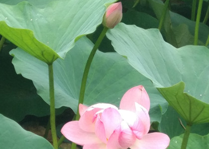 論翻譯對(duì)母語(yǔ)的反哺作用
